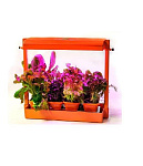 Домашний мини-огород "Волтера-Фито"  Биколор цвет оранжевый                                         