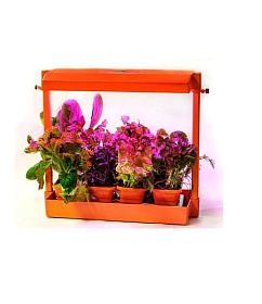 Домашний мини-огород "Волтера-Фито"  Биколор цвет оранжевый                                         